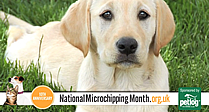 National Microchipping Month