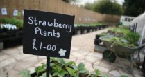Gardening this summer?