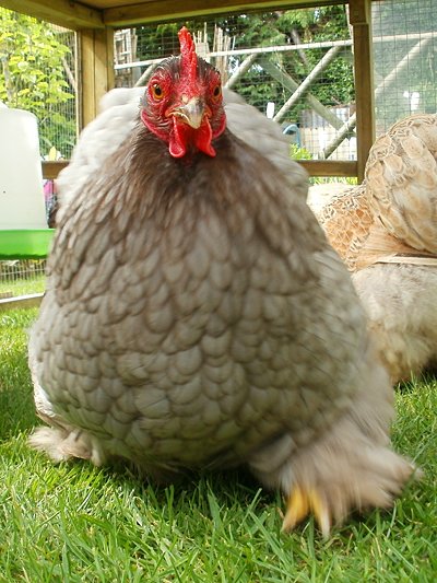 Chicken School in Cheney Manor, Swindon