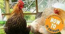 Chicken School Swindon