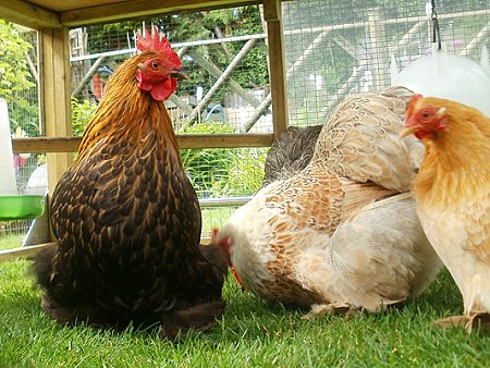 Chicken School in Swindon