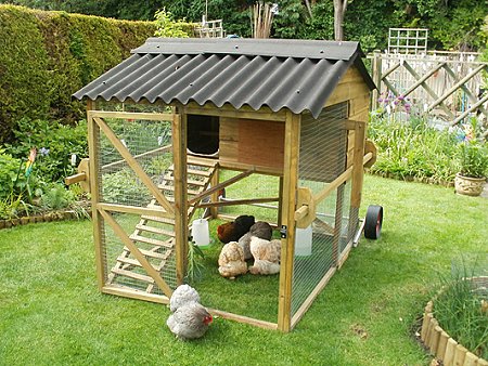 Chicken School in Swindon