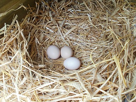 Chicken School Swindon