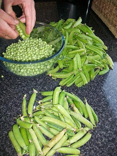 Home-grown beans