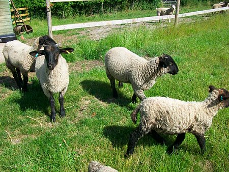 Sheep at Peter & Julie's small-holding