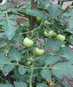 Tomato Plants