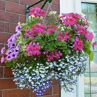 Hanging basket