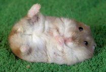 Hamster