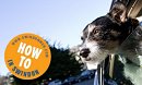 Travelling tips for your pet