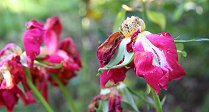 Top Tips for May