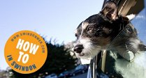 Travelling tips for your pets