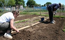 Allotments in Swindon