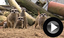 Meet The Meerkats!