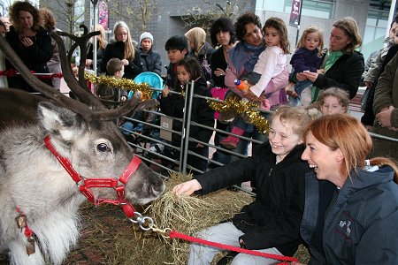 Reindeer in Swindon 15 Nov 2008