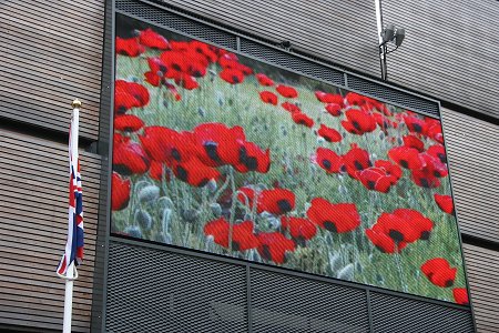 Big Screen Poppies