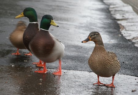 Ducks at Coate Water Swindon