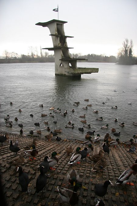 Ducks at Coate Water Swindon