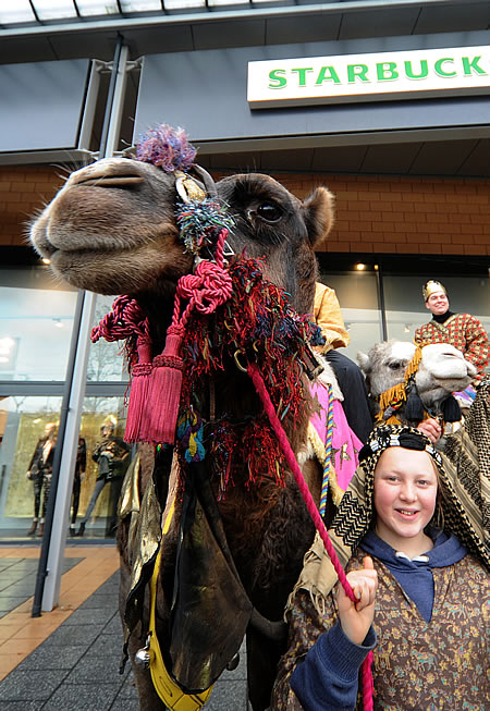 Camels in Swindon 2011