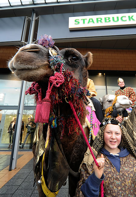 Camels in Swindon 2011