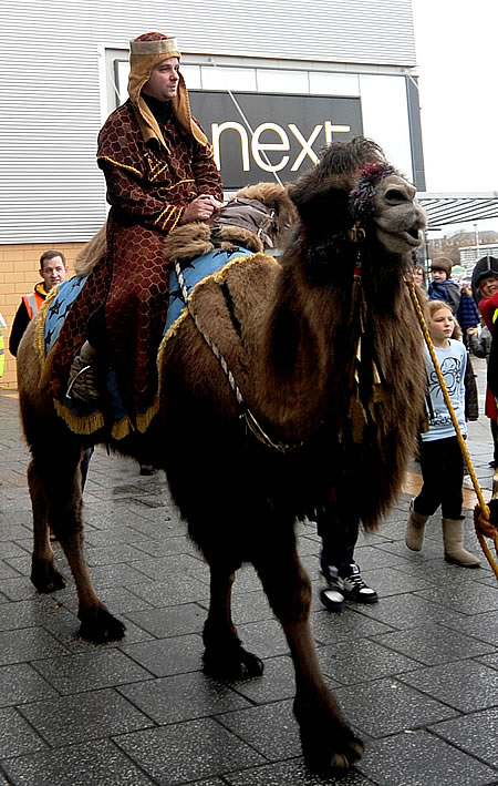 Camels in Swindon 2011