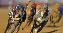 Swindon Greyhounds Meal Offer