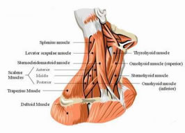 Neck pain Fitness & Exercise Swindon