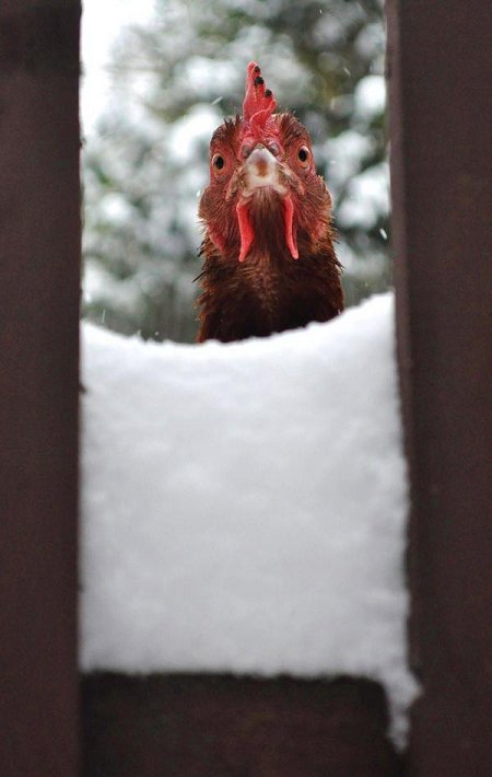 Chicken in the snow