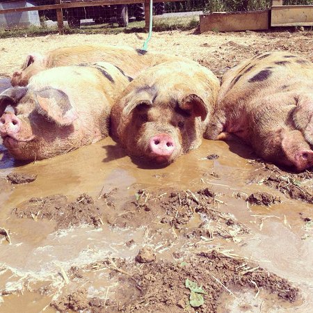 Roves Farm pigs in the mud