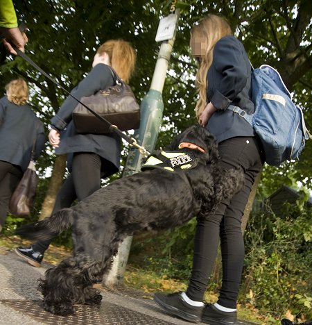 Griffin Police Dog Swindon