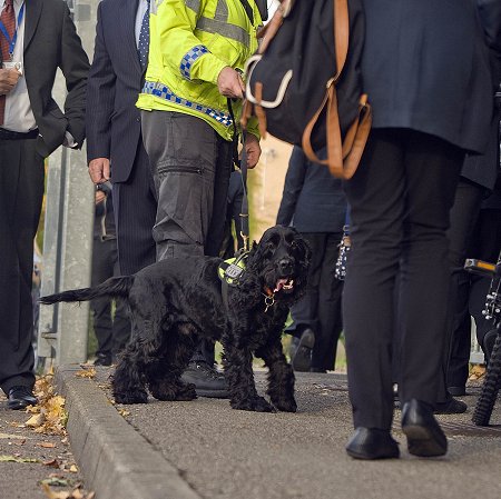 Griffin Police Dog Swindon