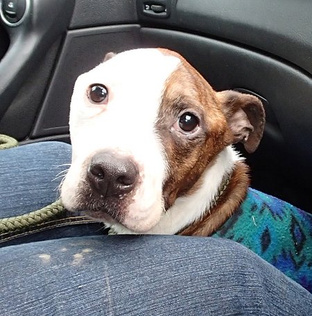 Abandoned Staffordshire Bull Terrier Swindon