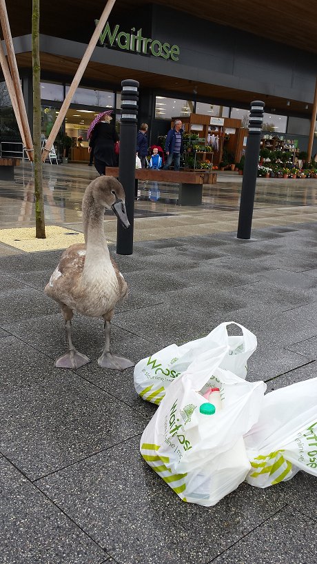 Waitrose Swindon Swan