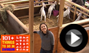 Roves Farm
