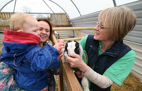 Baby goats at Studley Grange Swindon