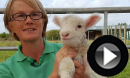 Autumn Lambs at Studley Grange