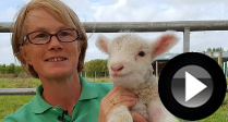 Autumn Lambs at Studley Grange