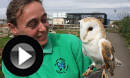 Barny the Barn Owl