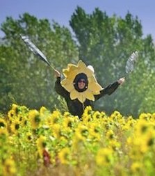 Roves Farm sunflowers