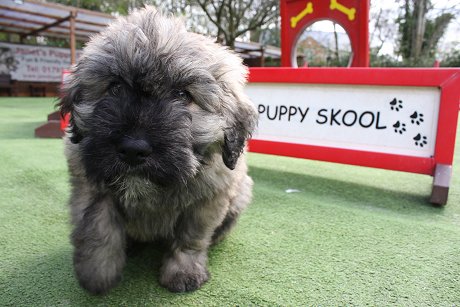 Maude, Janet's Puppy Skool, Swindon