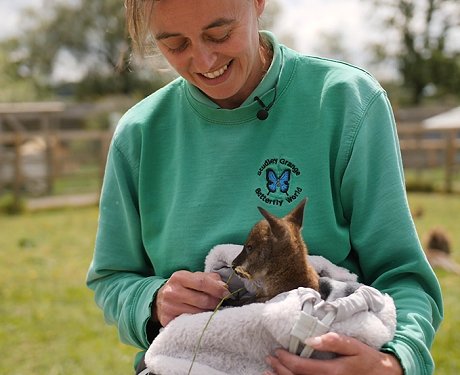 Riley the wallaby joey at Studley Grange