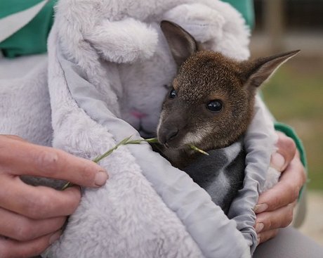Riley the wallaby joey at Studley Grange
