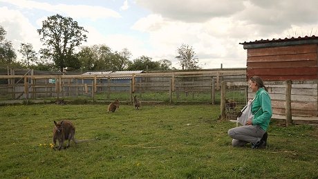 Riley the wallaby joey at Studley Grange