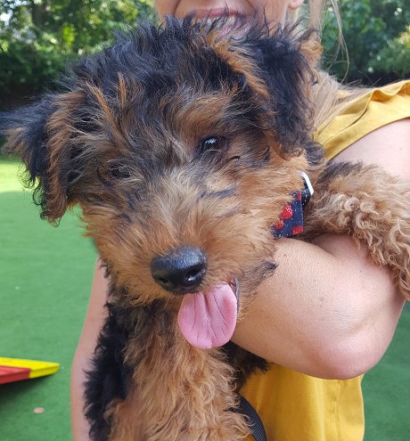 Puppy at Janet's Puppy Skool