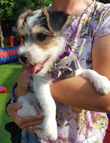 Janet Puppy Skool Swindon