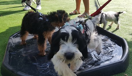 Puppy Pool Party at Janet's Puppy Skool