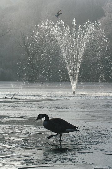 A duck on the lake at Queens Park in Swindon