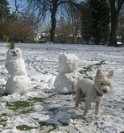 SwindonWeb's Milo out in the snow