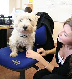 SwindonWeb's office dog Milo gets a trim in Swindon