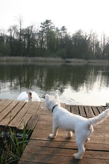 Swans nesting at Stanton Park Swindon