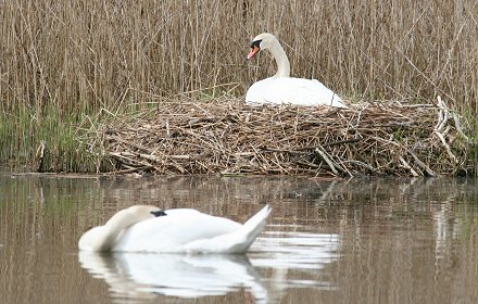 Swans Stanton Park Swindon